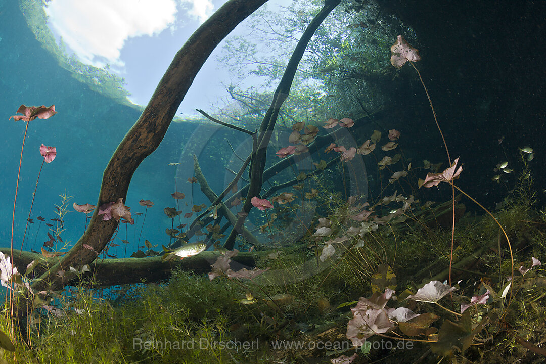 Seerosen und Salmlerfisch in Cenote, Astyanax aeneus, Tulum, Yucatan Halbinsel, Mexiko