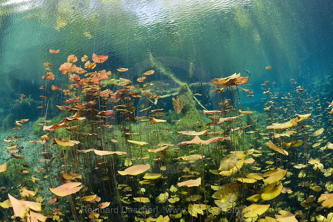 Water Lilies in Car Wash Cenote Aktun Ha, Tulum, Yucatan Peninsula, Mexico