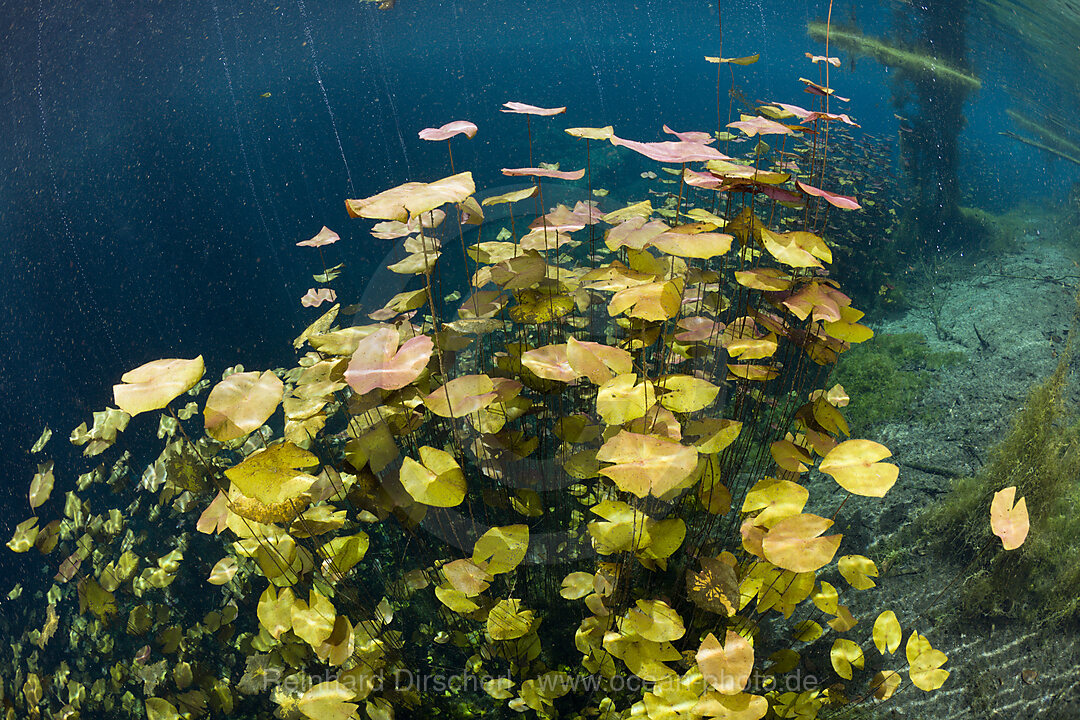 Seerosen in Car Wash Cenote Aktun Ha