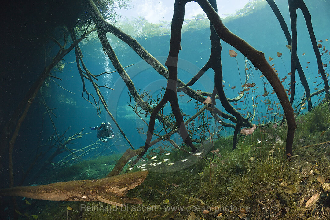 Scuba Diver in Car Wash Cenote Aktun Ha, Tulum, Yucatan Peninsula, Mexico