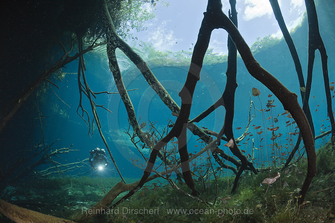 Taucher in Car Wash Cenote Aktun Ha, Tulum, Yucatan Halbinsel, Mexiko