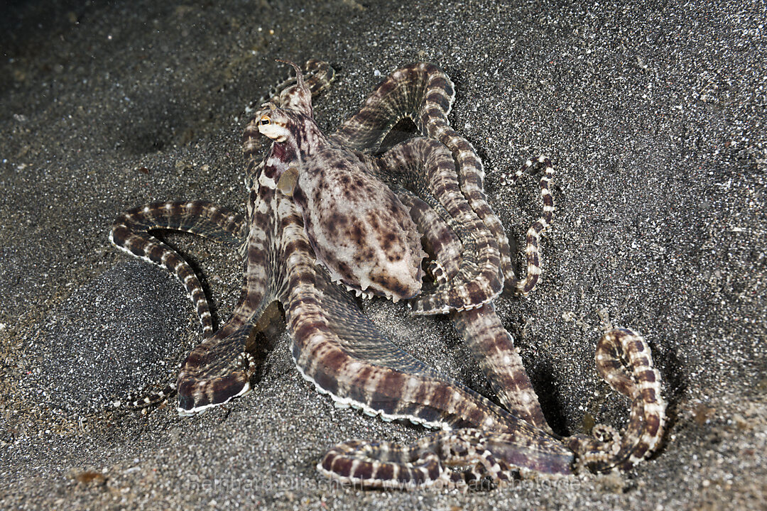 Mimikry Oktopus, Thaumoctopus mimicus, Lembeh Strait, Nord Sulawesi, Indonesien