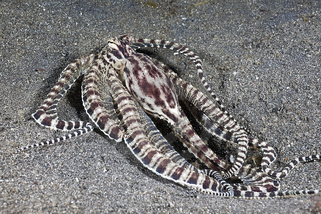 Mimikry Oktopus