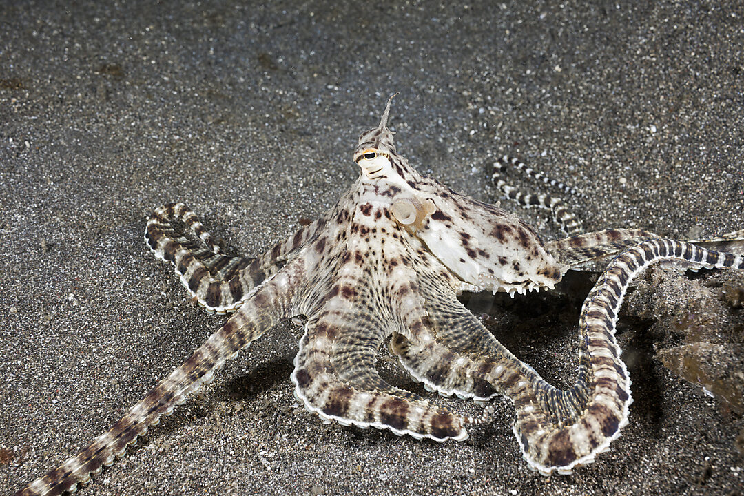 Mimikry Oktopus, Thaumoctopus mimicus, Lembeh Strait, Nord Sulawesi, Indonesien