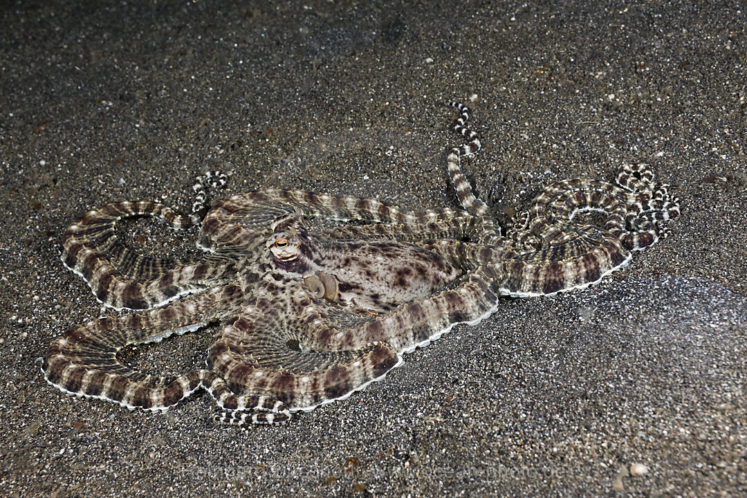 Mimikry Oktopus, Thaumoctopus mimicus, Lembeh Strait, Nord Sulawesi, Indonesien