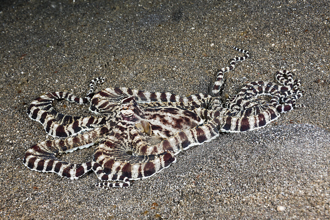 Mimic Octopus