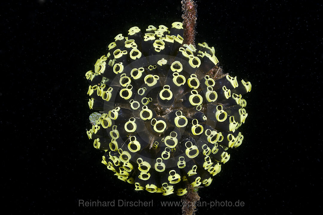 Colony of Tunicates