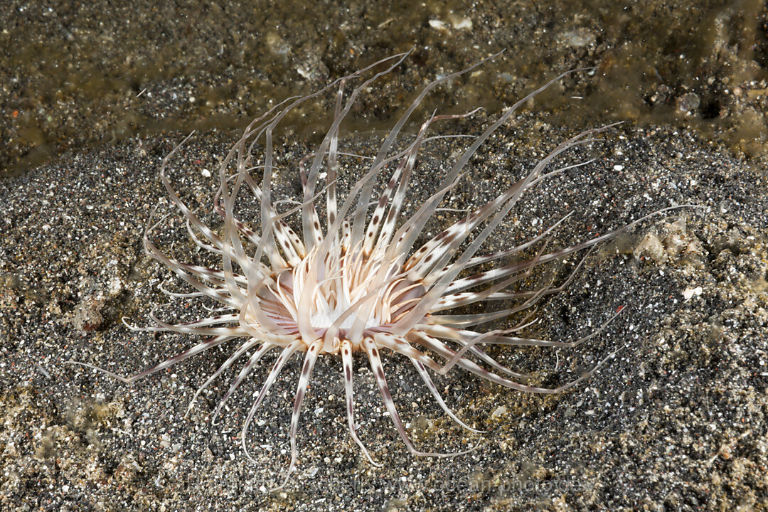 Zylinderrose, Cerianthus sp., Lembeh Strait, Nord Sulawesi, Indonesien