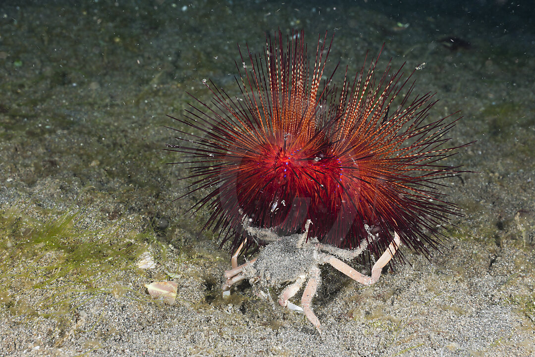 Carry Crab holding False Fire Sea Urchin