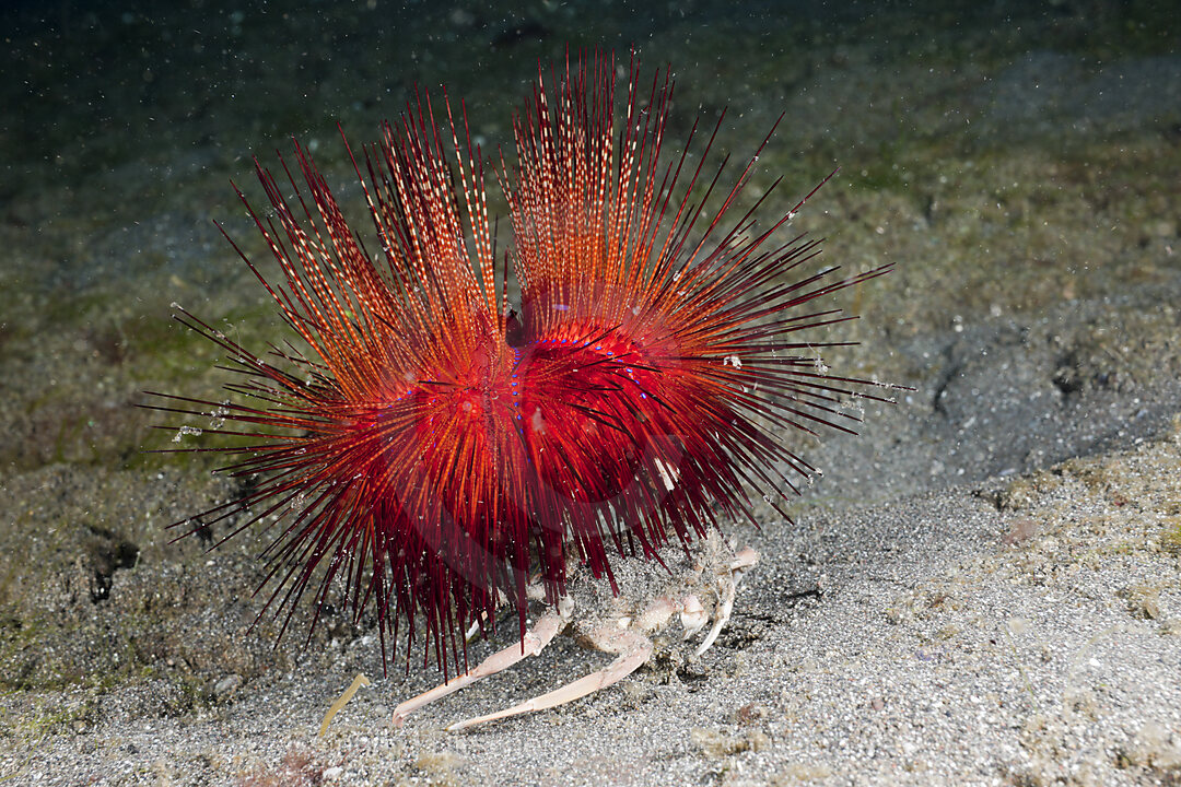 Carry Crab holding False Fire Sea Urchin