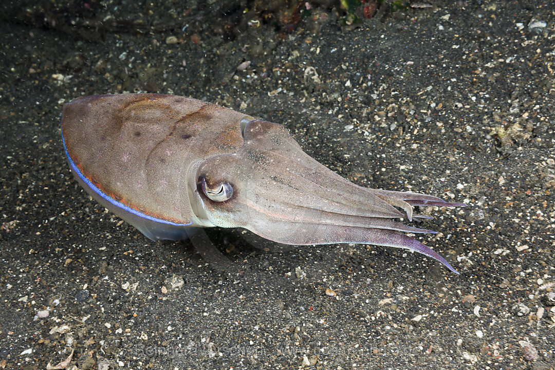 Cuttlefish
