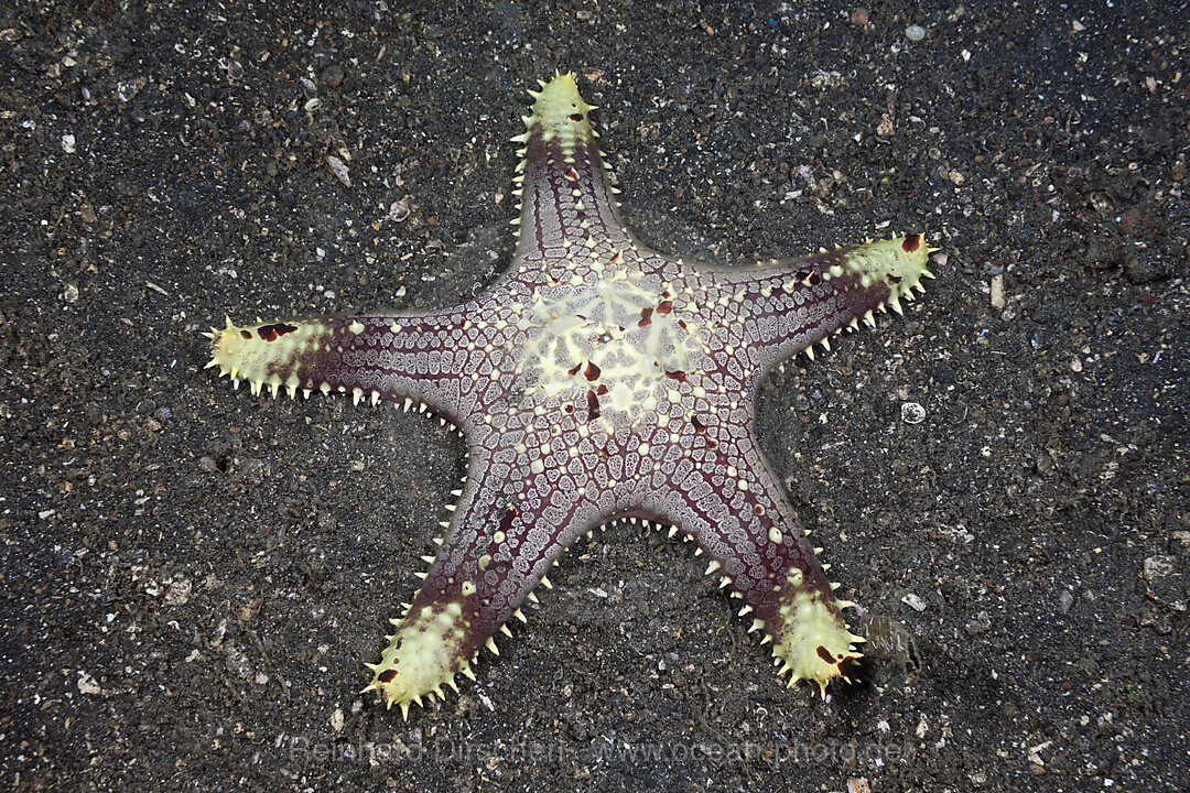 Seestern auf Sandgrund, Lembeh Strait, Nord Sulawesi, Indonesien