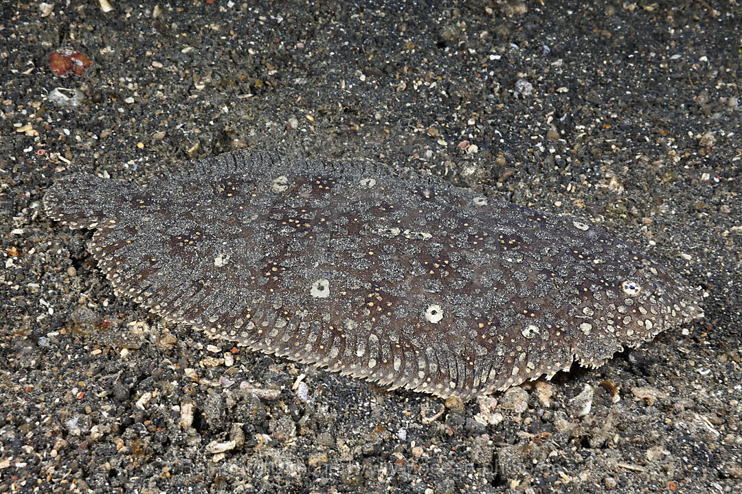 Augen-Seezunge