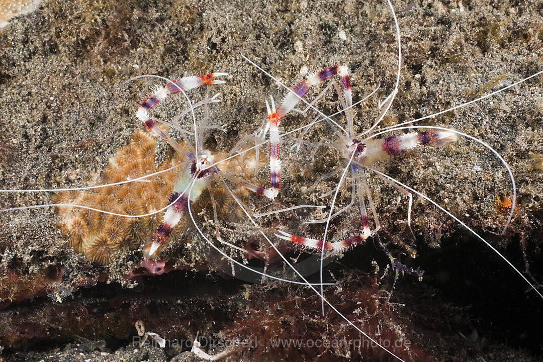 Coutship display of Banded Coral Shrimp