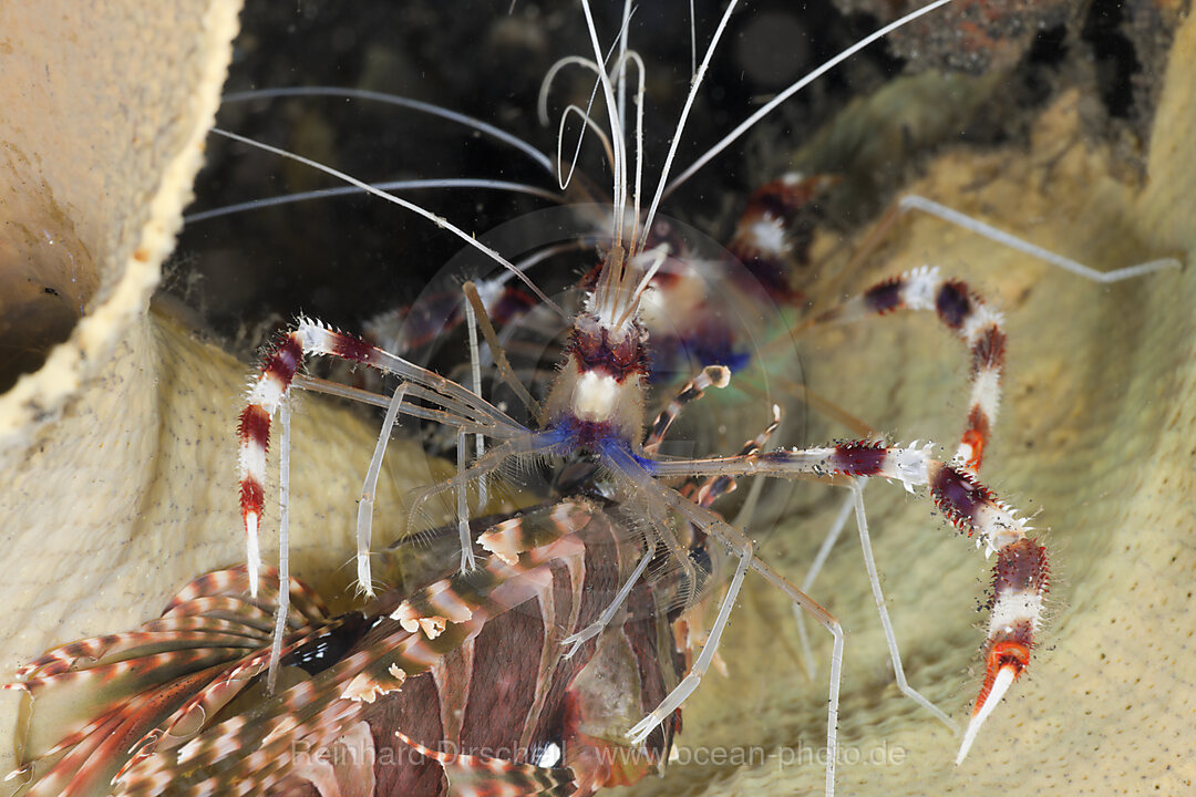 Banded Coral Shrimp cleaning Scorpianfish