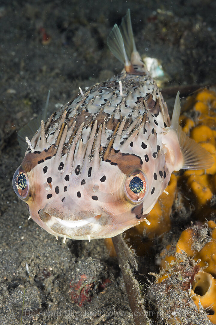 Ballon-Igelfisch