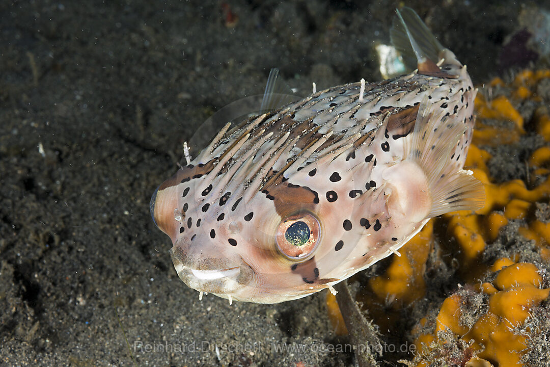 Ballon-Igelfisch