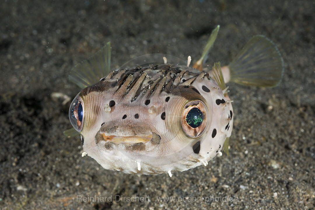 Ballon-Igelfisch