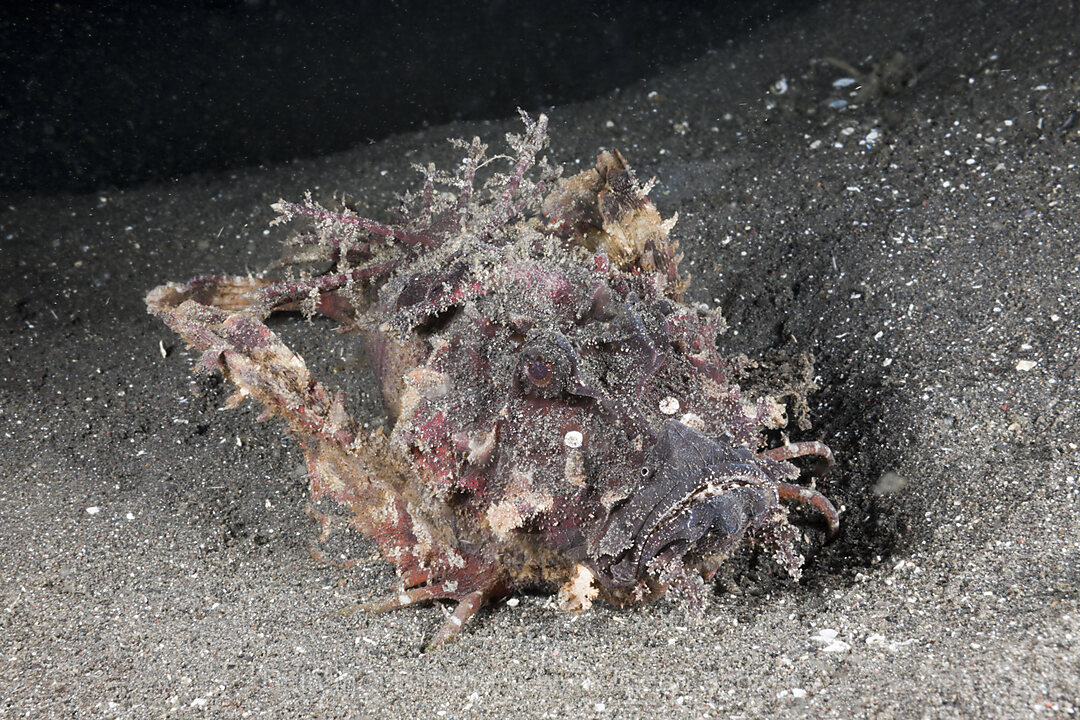 Devil Scorpianfish