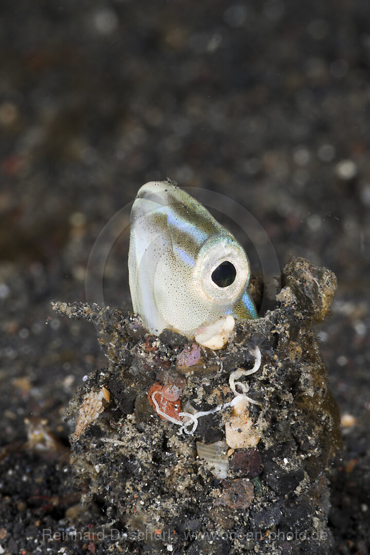 Schlangen-Schleimfisch