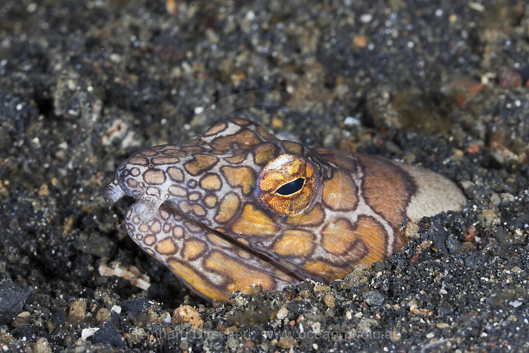 Napoleon Schlangenaal, Ophichthus bonaparti, Lembeh Strait, Nord Sulawesi, Indonesien