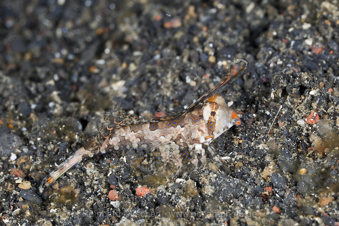 Finger-Leierfisch