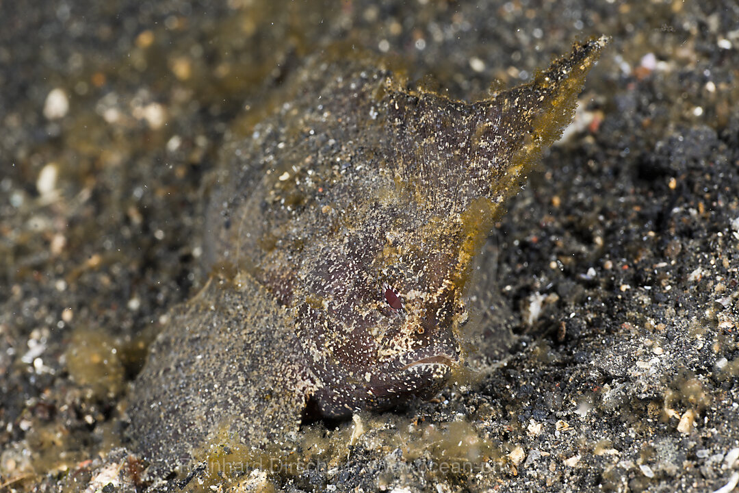 Cockatoo Waspfish