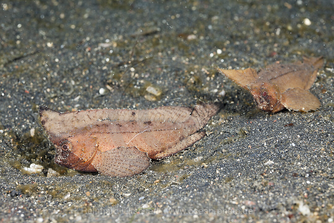 Kakadu-Stirnflosser Paar, Ablabys taenianotus, Lembeh Strait, Nord Sulawesi, Indonesien