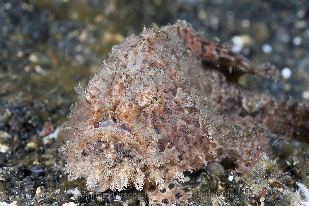 Hispid Anglerfisch