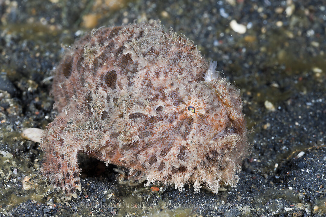 Hispid Anglerfisch