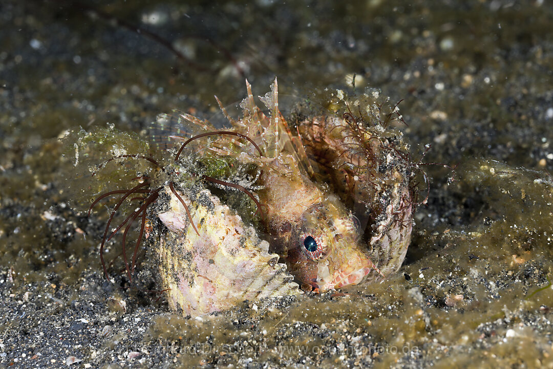 Zwergfeuerfisch rastet in Muschel