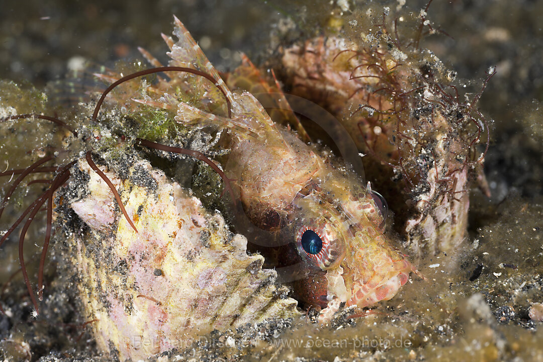 Shortfin Lionfish rest in Shell