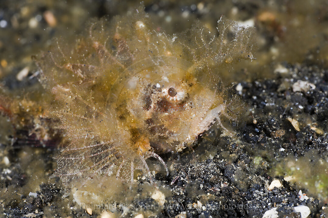 Juvenile Ambon Scorpionfish