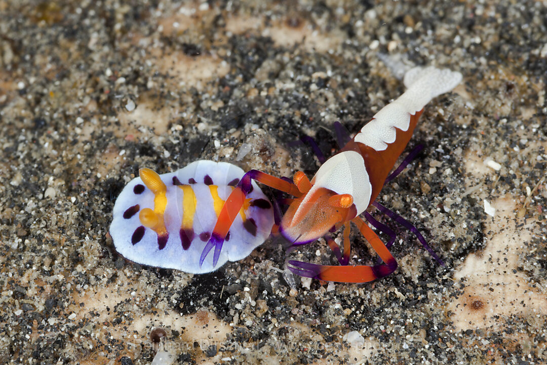 Imperatorgarnele mit kleiner Nacktschnecke, Periclimenes imperator, Chromodoris sp., Lembeh Strait, Nord Sulawesi, Indonesien