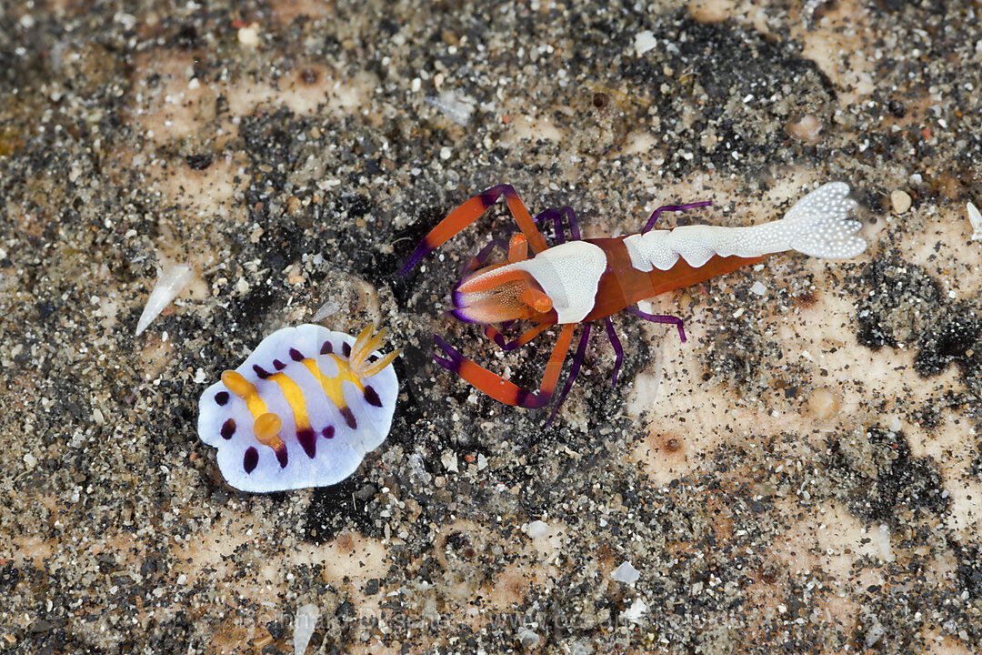 Imperatorgarnele mit kleiner Nacktschnecke, Periclimenes imperator, Chromodoris sp., Lembeh Strait, Nord Sulawesi, Indonesien