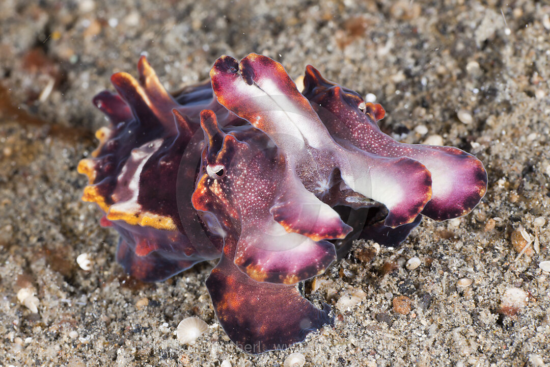 Flammensepie, Metasepia pfefferi, Lembeh Strait, Nord Sulawesi, Indonesien