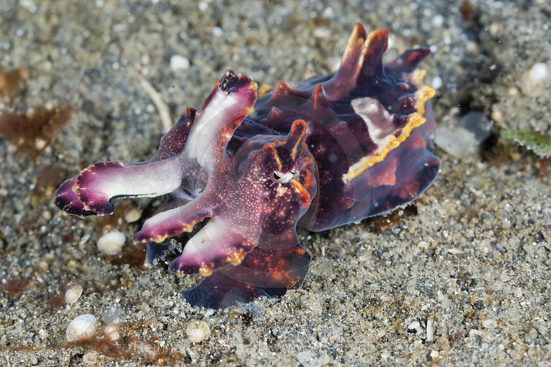 Flamboyant Cuttlefish, Metasepia pfefferi, Lembeh Strait, North Sulawesi, Indonesia