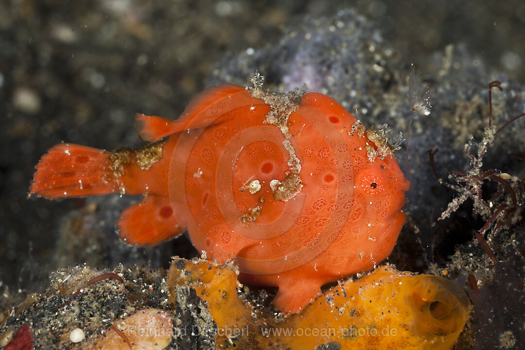 Rundflecken-Anglerfisch bewegt Angelrute 2, Antennarius pictus, Lembeh Strait, Nord Sulawesi, Indonesien