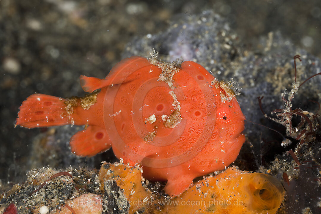 Painted Frogfish luring 3