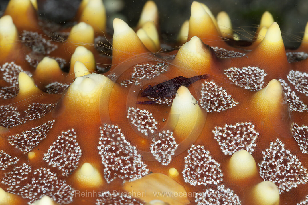 Partnergarnele auf Seestern, Periclimenes sp., Lembeh Strait, Nord Sulawesi, Indonesien