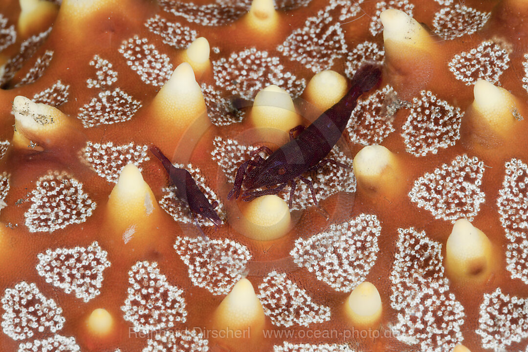 Partnergarnelen auf Seestern, Periclimenes sp., Lembeh Strait, Nord Sulawesi, Indonesien