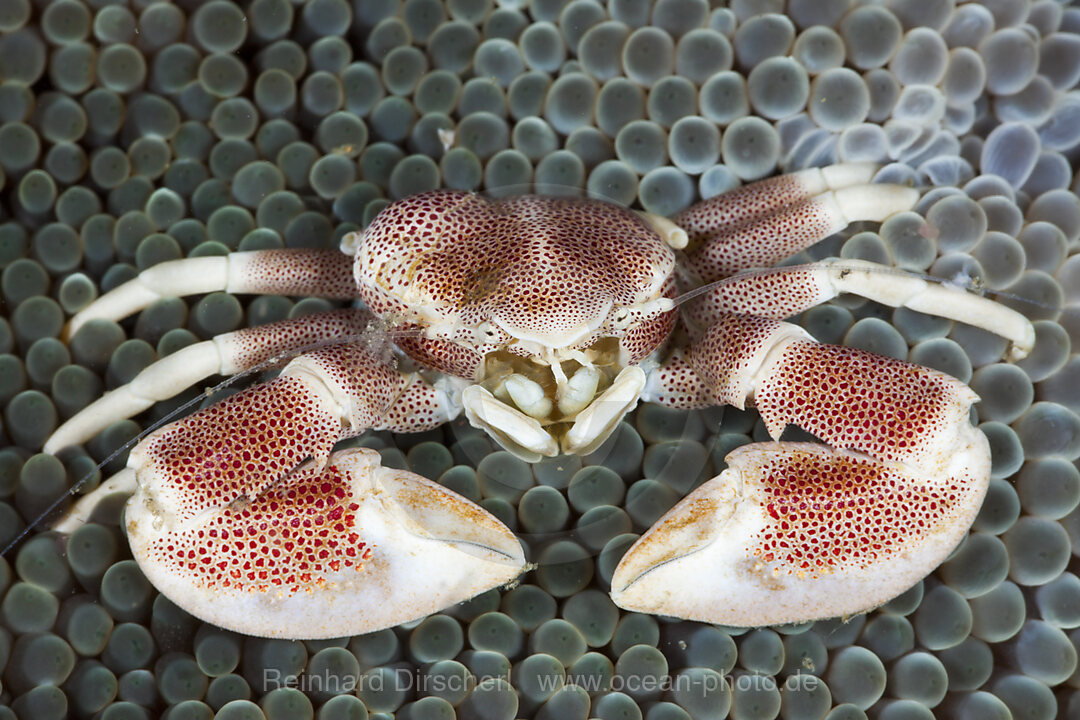 Porzellankrabbe, Neopetrolisthes maculatus, Lembeh Strait, Nord Sulawesi, Indonesien