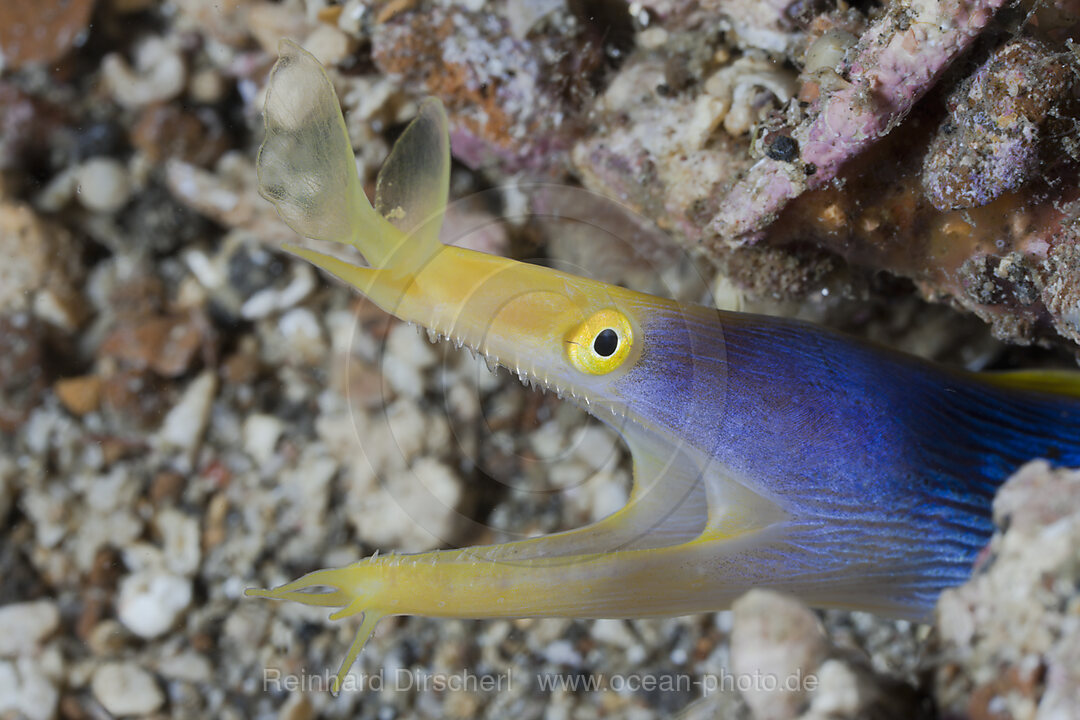Ribbon Eel