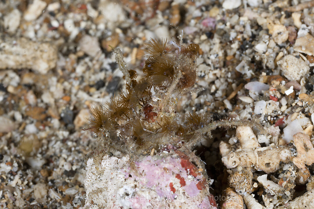 Spidercrab camouflaged with Anemones