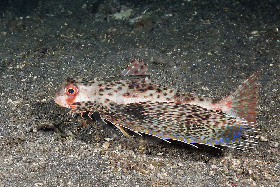 Flying Gurnard