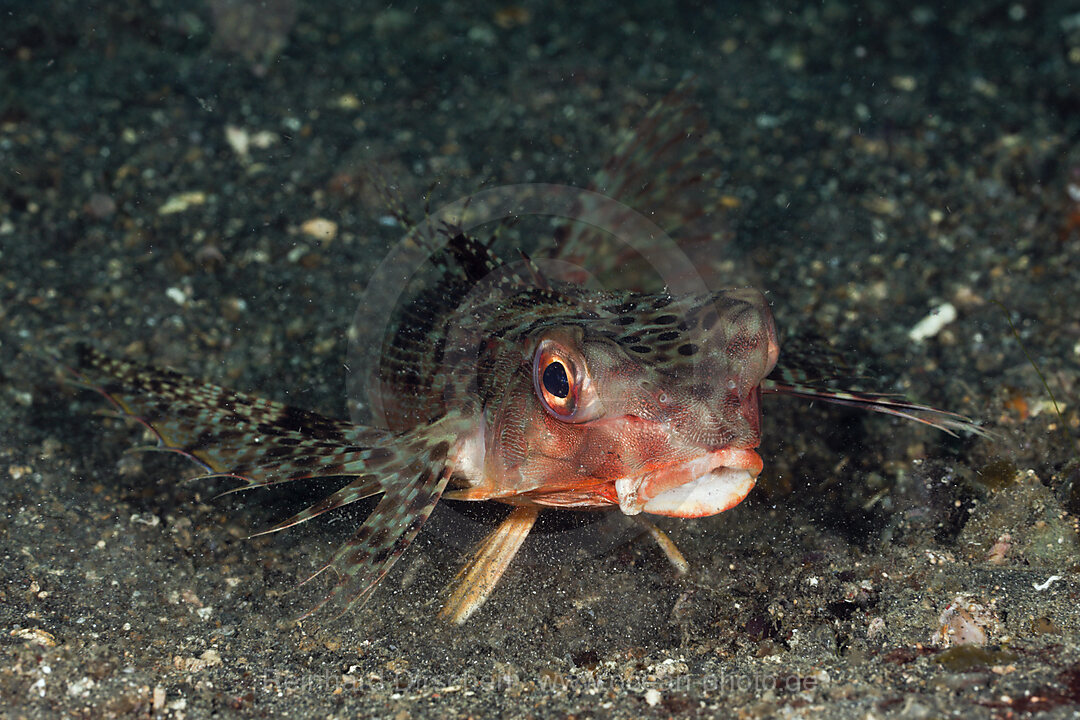 Flying Gurnard