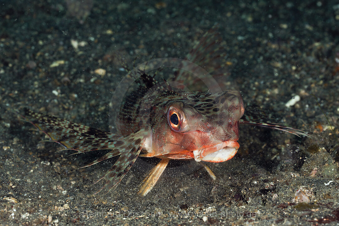 Flughahn, Dactyloptena orientalis, Lembeh Strait, Nord Sulawesi, Indonesien