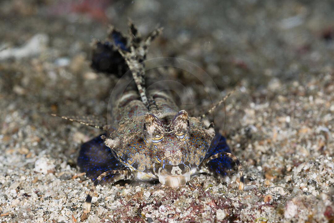 Finger-Leierfisch, Dactylopus dactylopus, Lembeh Strait, Nord Sulawesi, Indonesien