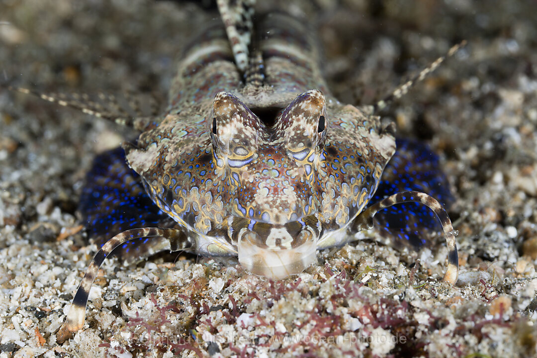 Fingered Dragonet