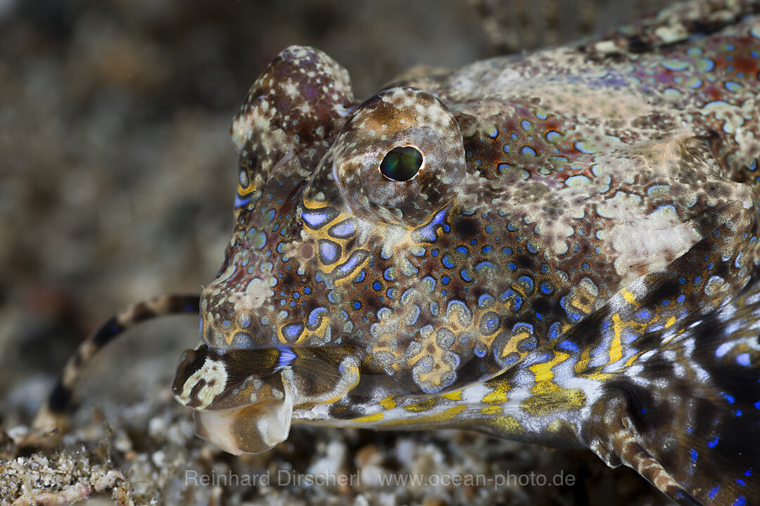 Finger-Leierfisch, Dactylopus dactylopus, Lembeh Strait, Nord Sulawesi, Indonesien